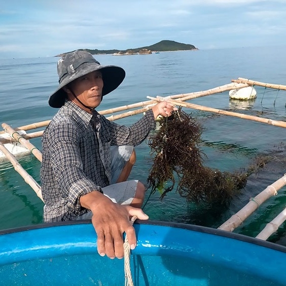 Compare Agar, Carrageenan, and Alginate: Three seaweed-based gelatin alternatives