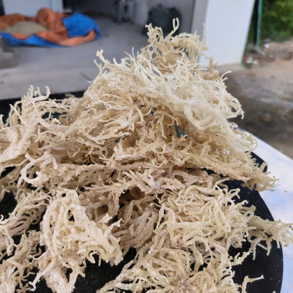 Why sourcing dried Eucheuma spinosum from Vietnam is a strategic choice