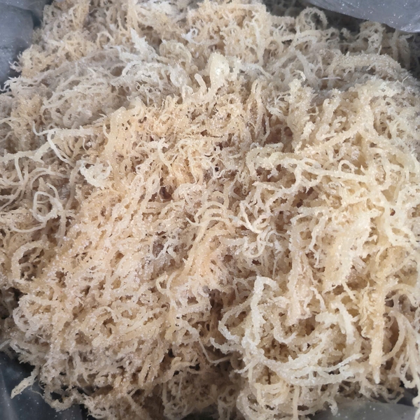 Redefining the natural cosmetics value chain: The journey to source Eucheuma spinosum for cosmetics from ocean to the global beauty market