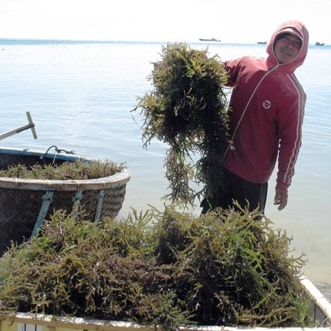 Spinosum seaweed benefits in functional nutrition: small algae, big impact