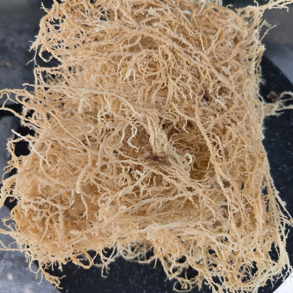 Spinosum for carrageenan: A strategic input in sustainable marine biotech supply chains