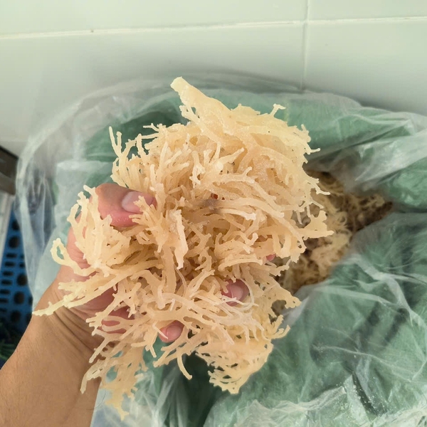 The rise of organic Eucheuma in clean-label formulations: What B2B buyers need to know