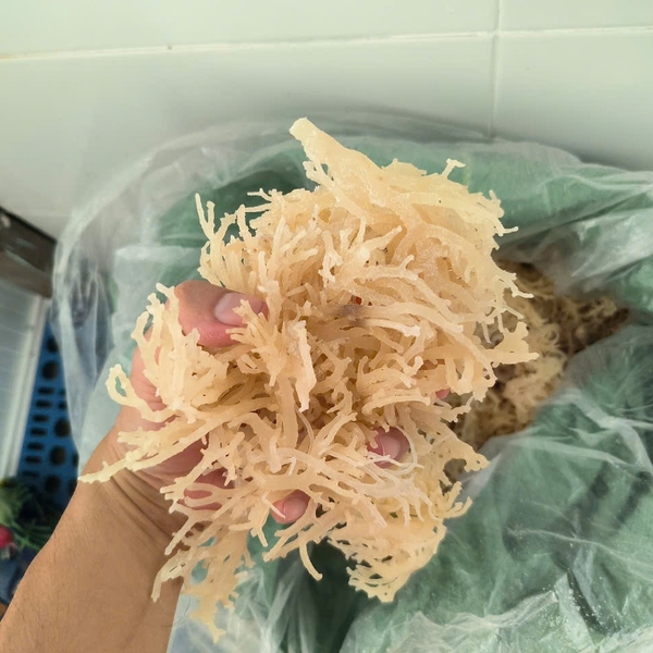 Key factors to consider when choosing a sea moss supplier in Vietnam, Indonesia, the Philippines, or Africa