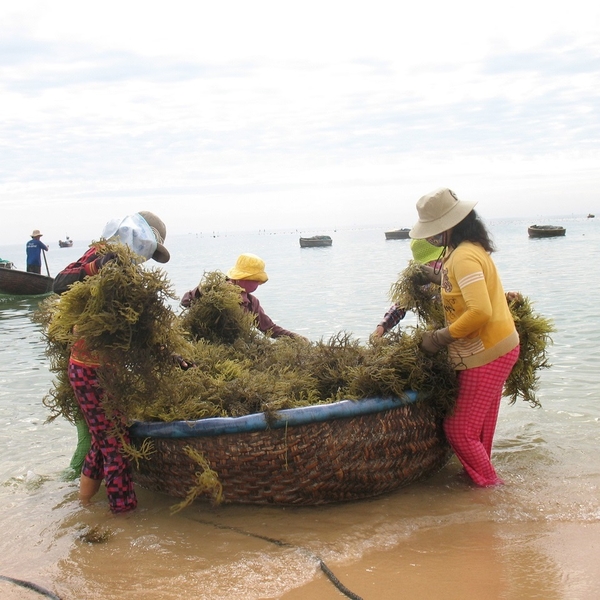 Why should you choose Lam Hong Sea Moss on Amazon?