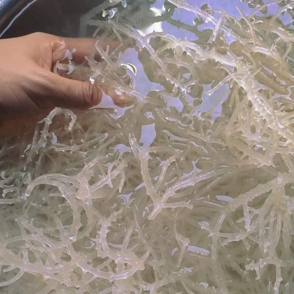 Bí quyết chế biến rong sụn thành gỏi giòn sần sật