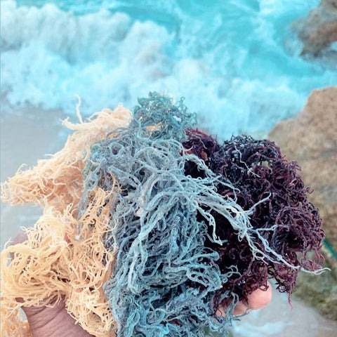 Sea moss for boosting immune systems in the elderly