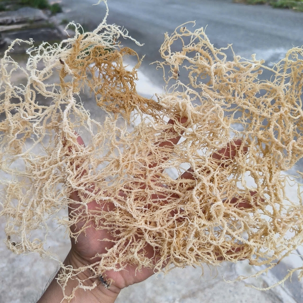 Spinosum sea moss: A premium red seaweed for gel production and industrial innovation