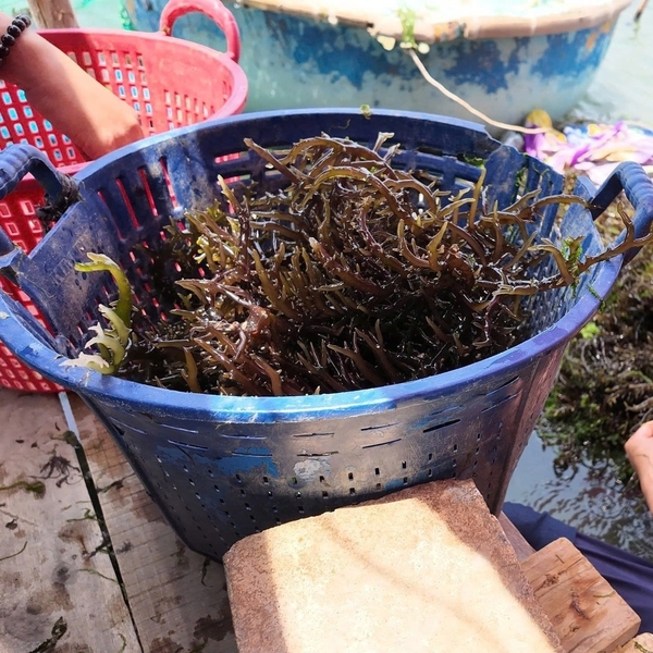 How to streamline your bulk spinosum orders for maximum efficiency and cost-effectiveness