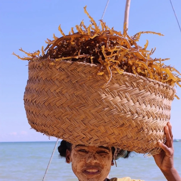 Why is choosing the right carrageenan manufacturer raw input key to long-term B2B success?