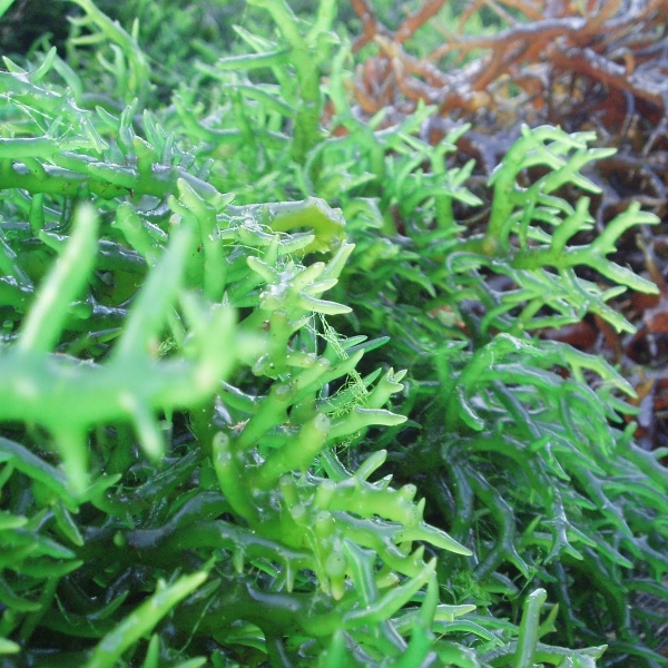 Chuyên gia dinh dưỡng khuyên nên ăn 5 loại rau giảm cân hiệu quả này