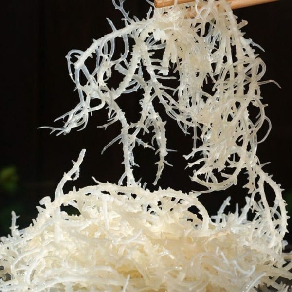 Rong biển sụn - món quà cho sức khỏe