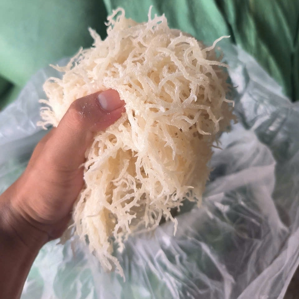 Rong sụn tên tiếng Anh là gì? Cách dùng rong sụn biển thông minh
