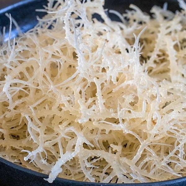 Ăn rong sụn có tốt không? Tổng hợp công dụng và cách sử dụng hiệu quả