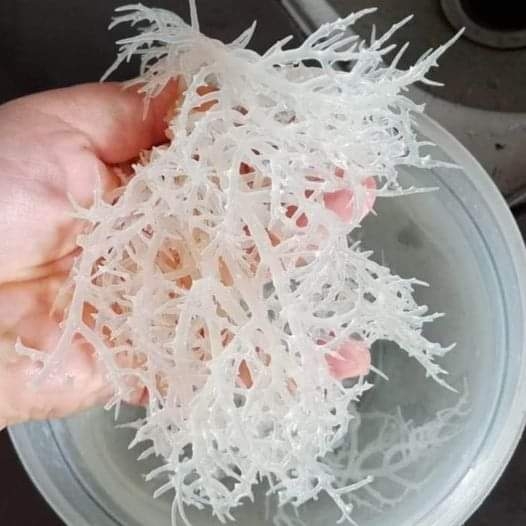 Rong sụn có collagen không? Bí kíp chống lão hóa da đẹp tự nhiên