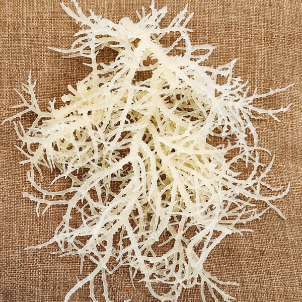 Rong sụn muối, rong sụn biển làm món gì? Những biến tấu ít ai biết đến