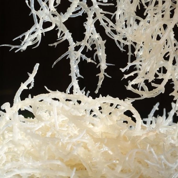 Rong sụn xào - Bỏ túi ngay những món ngon hết nước chấm