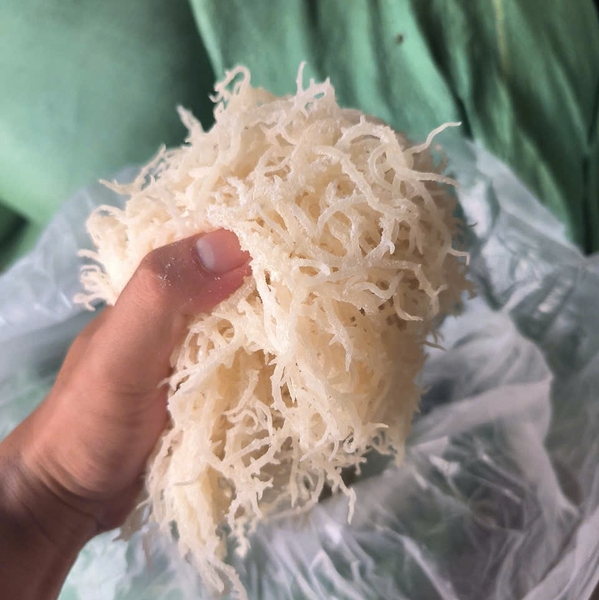 The surge in bulk carrageenan sea moss demand