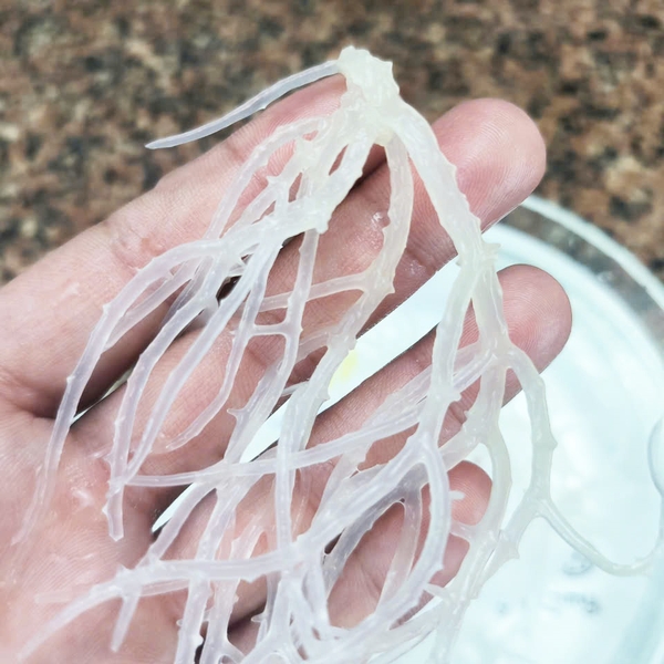 Sea moss for hormone balance: What you need to know