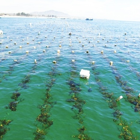 How the right carrageenan raw material supplier helps you build a resilient supply chain?