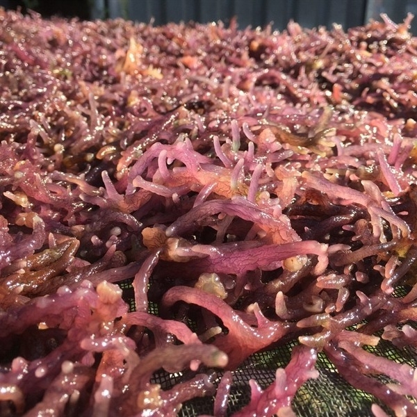 Sea moss for cosmetics manufacturing: Bioactive potential and applications in modern cosmetics