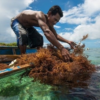 How to choose an eco-harvested sea moss supplier with certified, clean, and export-ready products