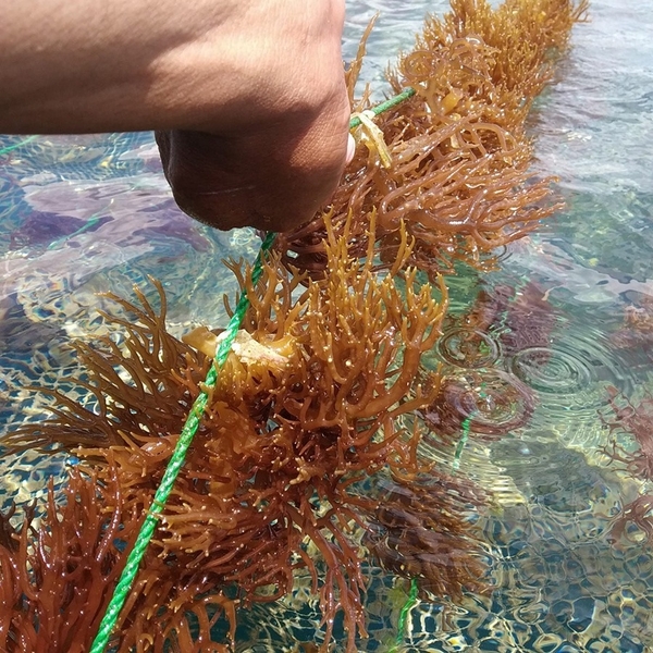 Environmental impact of sea moss harvesting in Vietnam