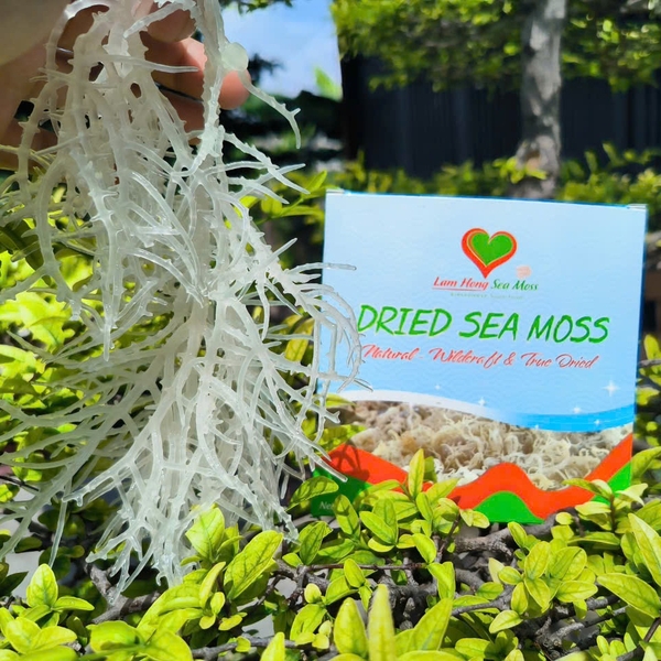 Top 10 reasons to add sea moss to your wellness routine