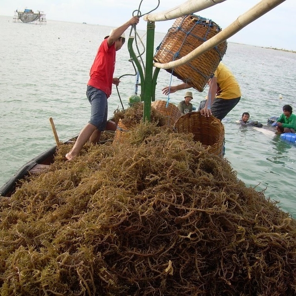 Eucheuma ingredient benefits: Health potential, applications, and sustainable supply chains