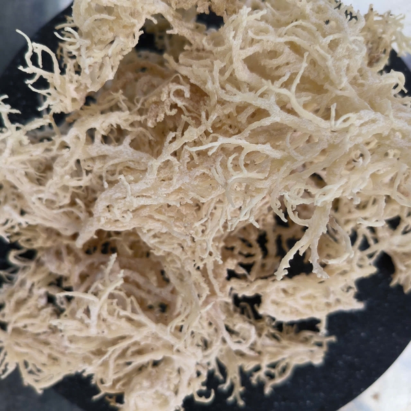 The role of sea moss suppliers for pharmaceuticals in today’s global supply chain