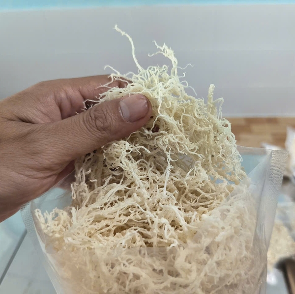 Is it worth launching a sea moss import project with a global sea moss supplier?