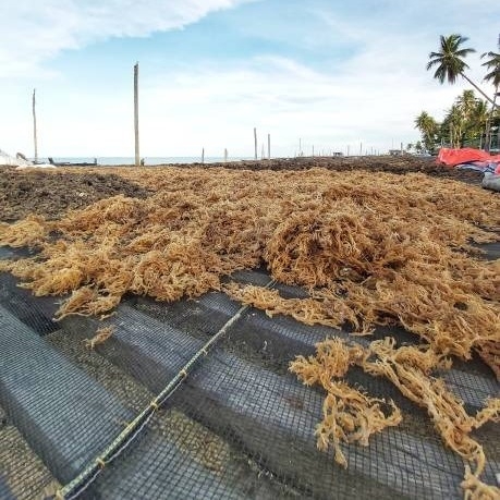 Sustainable Cottonii Harvest: A Purpose-Driven Competitive Edge for Manufacturers