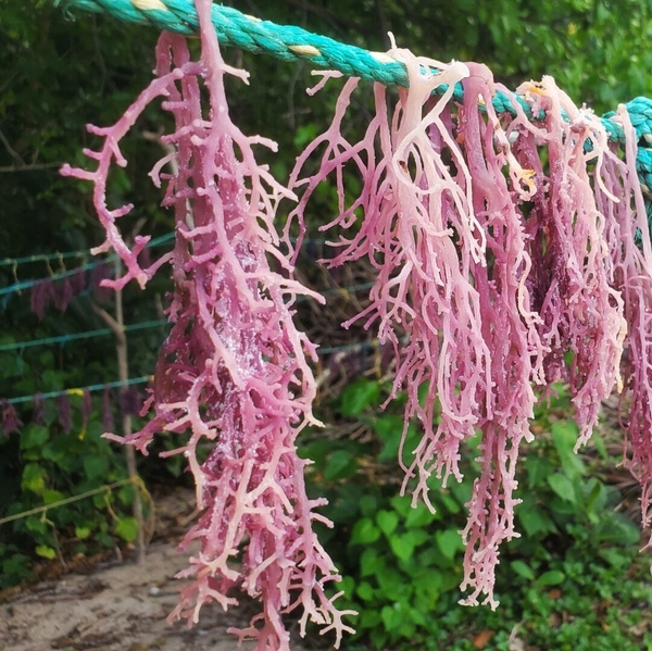 Raw cottonii seaweed: the key ingredient for high-quality carrageenan production