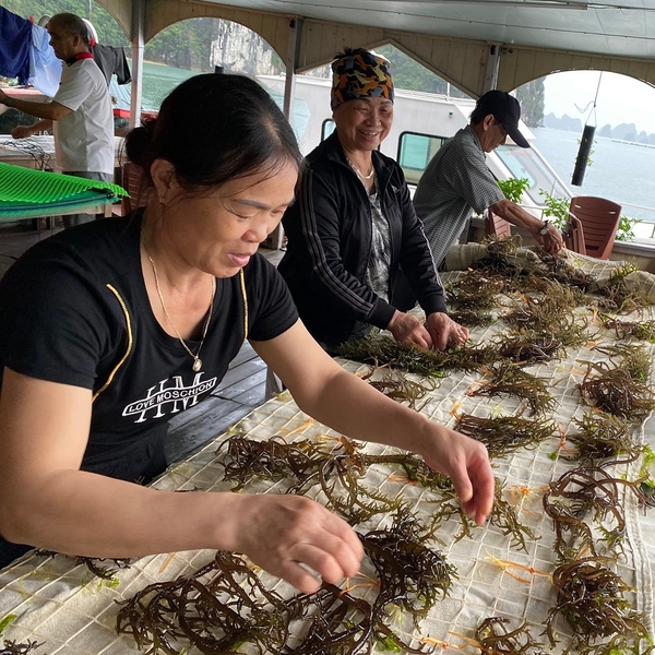 Sea moss for skincare: A strategic ingredient for modern skincare brands