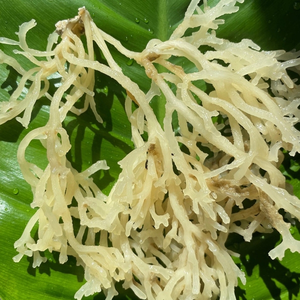 Sea moss for pharmaceutical use: A natural source of bioactive compounds for modern medicine