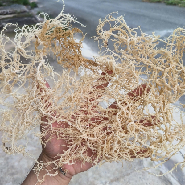 How organic spinosum supports green manufacturing in the seaweed industry