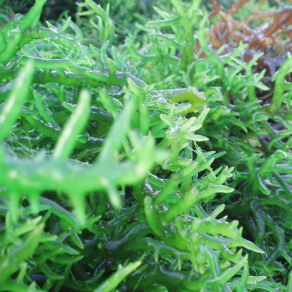 Rong sụn – thực phẩm thiên nhiên cực tốt cho sức khỏe