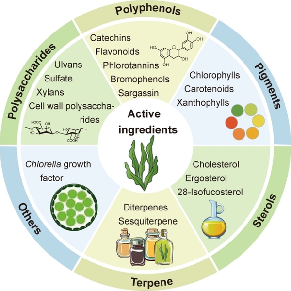 Sea moss powder for cosmetics: how it outperforms other botanical extracts