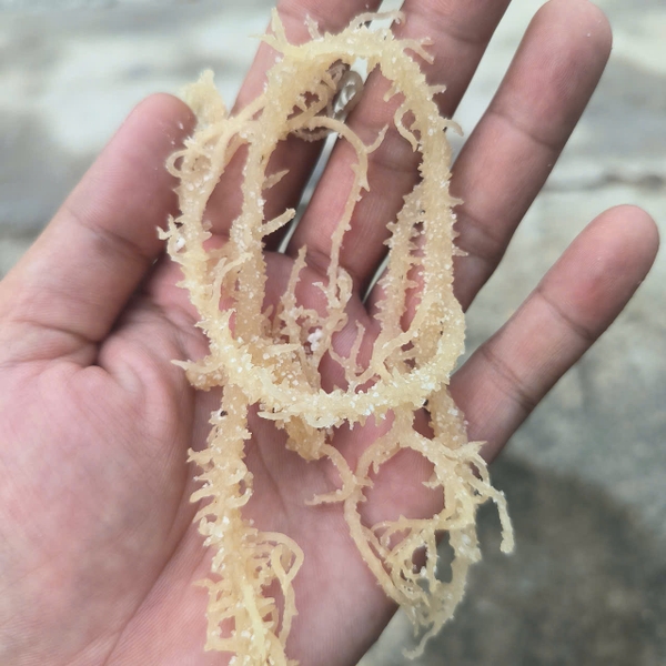 Sea moss for carrageenan extraction: A natural powerhouse for the future
