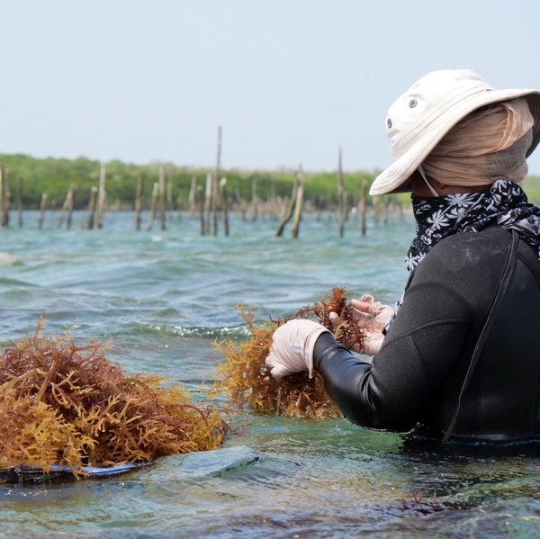 Why organic sea moss is a game-changer in marine biotechnology?