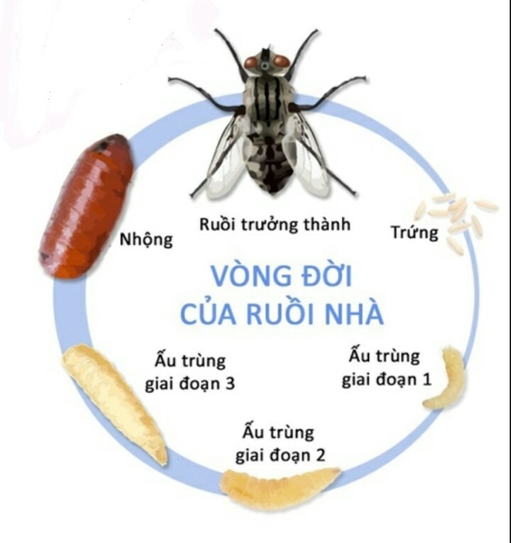diet-ruoi