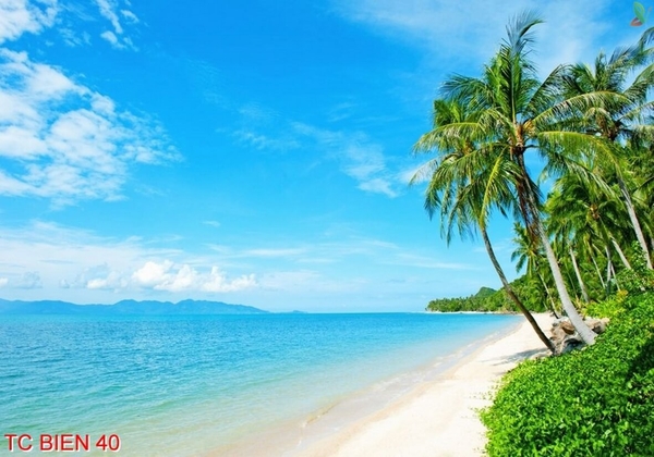 tranh-canh-bien
