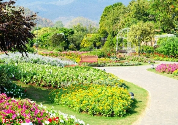 tranh-phong-canh