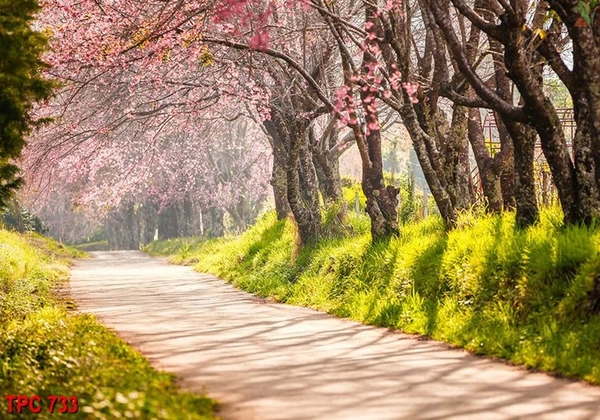 tranh-phong-canh