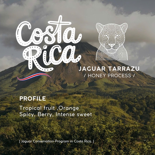 Costa Rica Jaguar-Honey 哥斯大黎加捷豹-蜜處理豆