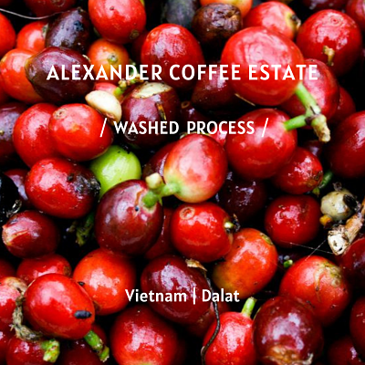 DaLat Arabica-washed - Drip Filter Coffee 10pcs/box<br>掛耳禮盒 - 越南大勒阿拉比卡豆-水洗豆 10包/盒
