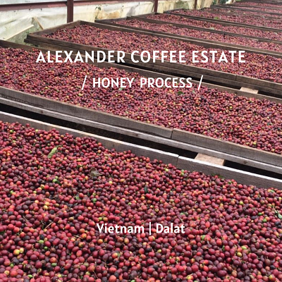 DaLat Arabica-honey - Drip Filter Coffee 10pcs/box<br>掛耳禮盒 - 越南大勒亞力山大莊園 - 蜜處理 10包/盒