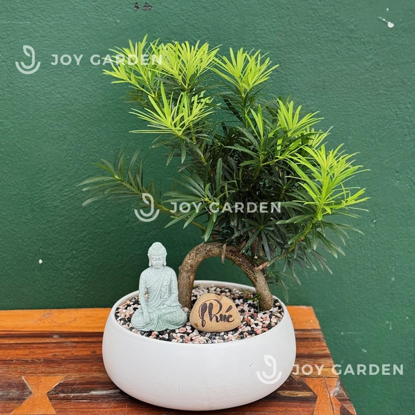 Tùng vạn niên Dáng Long [Chậu DL23] Joy Garden