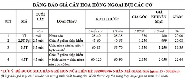 Giá chậu hoa hồng ngoại Shell rose là bao nhiêu?