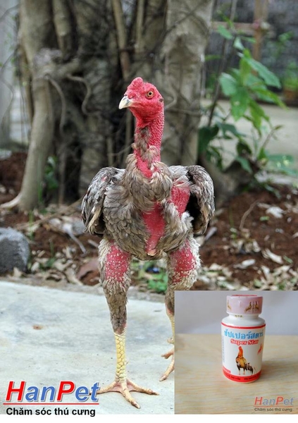 (Thuốc gà CHỌI) Tăng gân gà chọi, thuốc bổ gân, cơ cho chiến kê, SUPER STAR dạng thuốc uống 100v/lọ- MADEIN THAILAND (Hanpet tang gan)