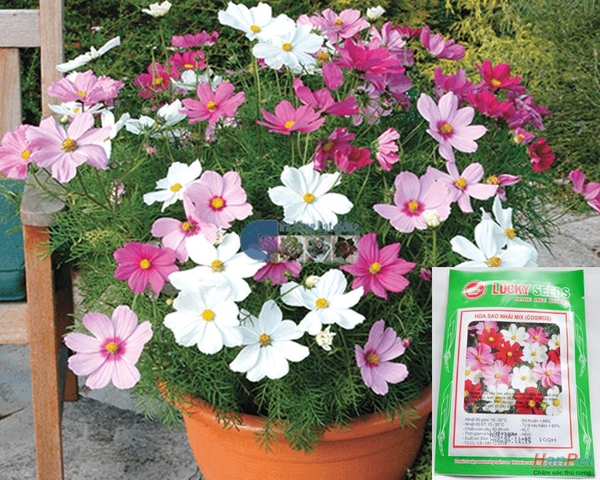 HP-(HOA TRONG NHÀ) Hạt giống Hoa sao nhái (loại cánh mỏng nhiều màu) Combo100 hạt phù hợp khí hậu nhiệt đới-HP10017LV